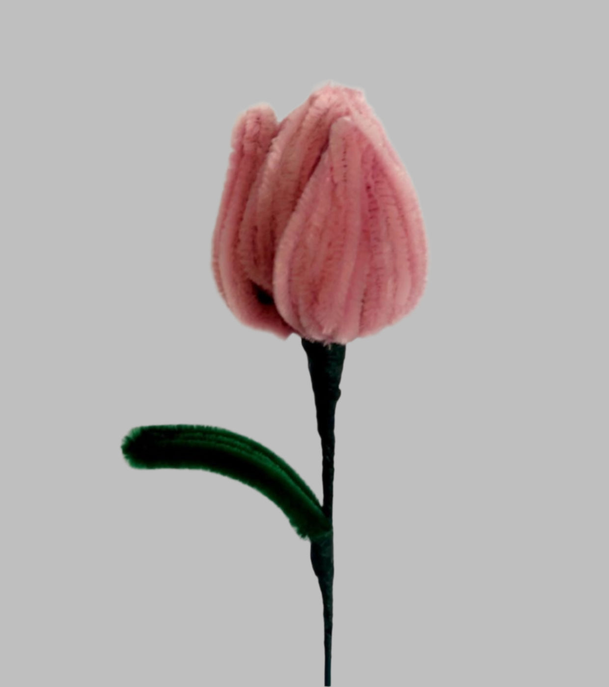 Tulip