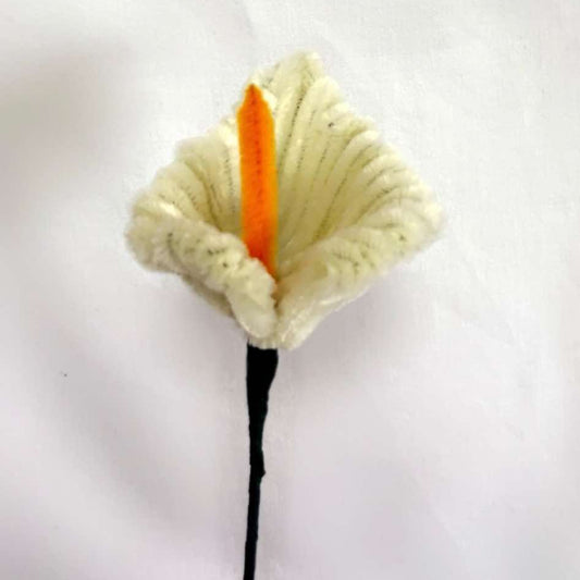 Arum Lily