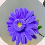 Gerbera